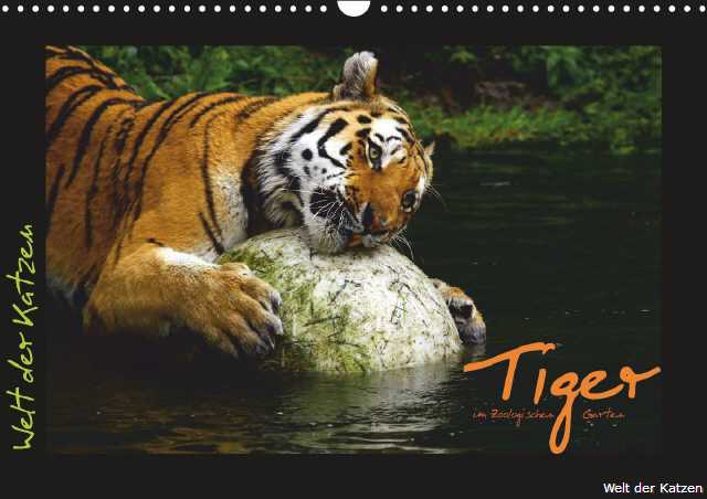 Welt der Katzen - Tigerkalender
