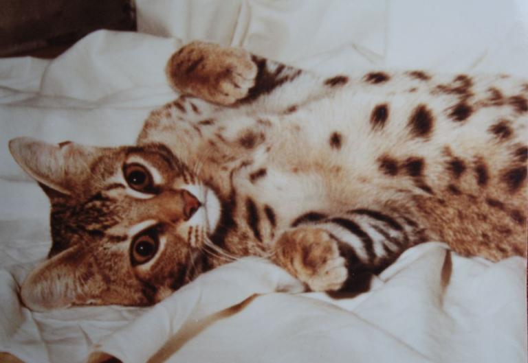 Katzenzucht: Hybridkatzen