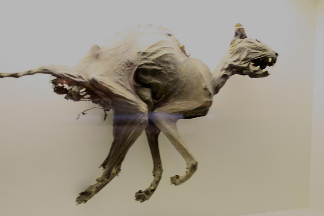 Katzenmumie