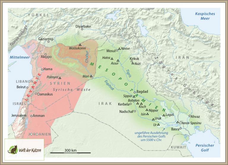 Hauskatzen: Herkunft und Geschichte