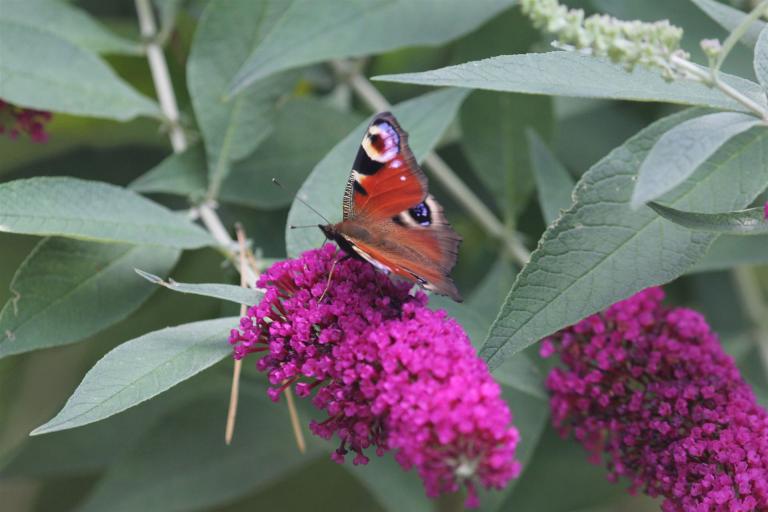 Pflanzen im Katzenhaushalt