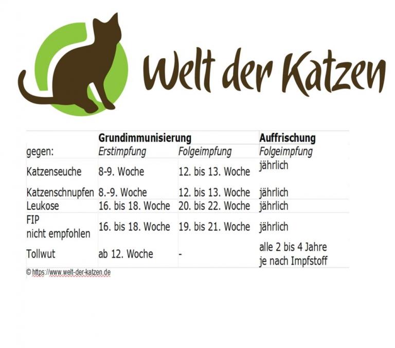 Katzenhaltung: Impfungen zur Gesundheitsvorsorge