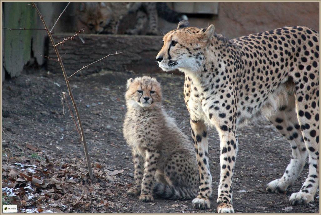 Gepard mit Jungem