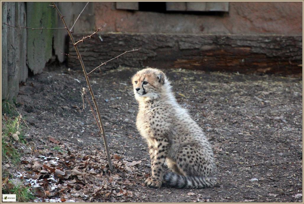 Gepard