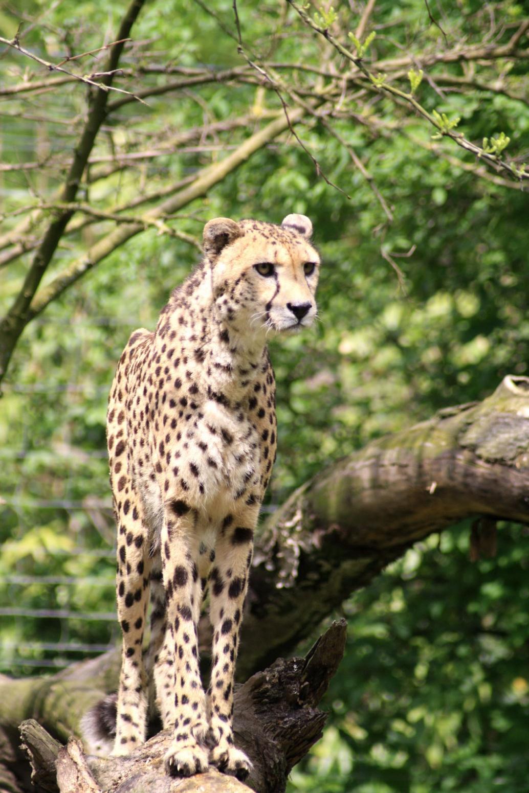 Gepard