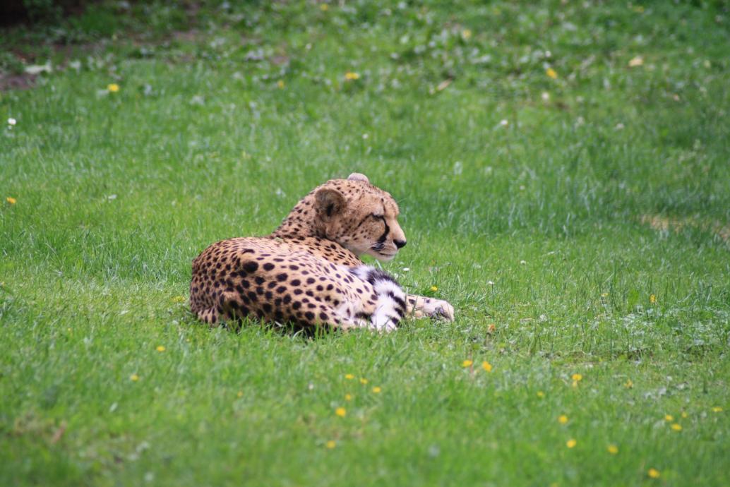 Gepard