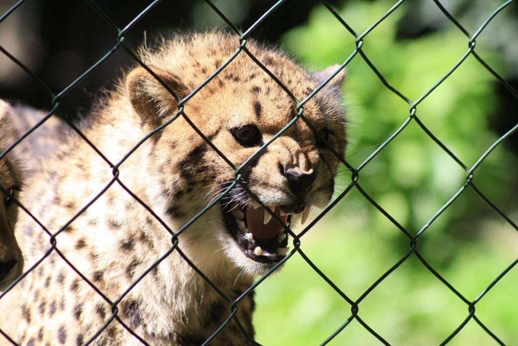 Gepard, knurrend