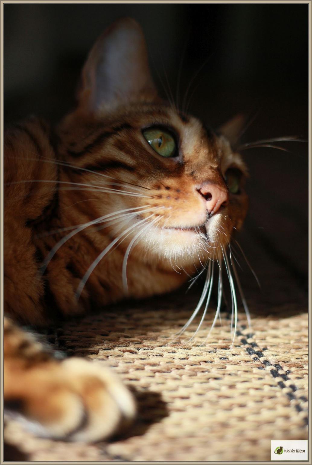 Bengalkatze, eine Hybridin