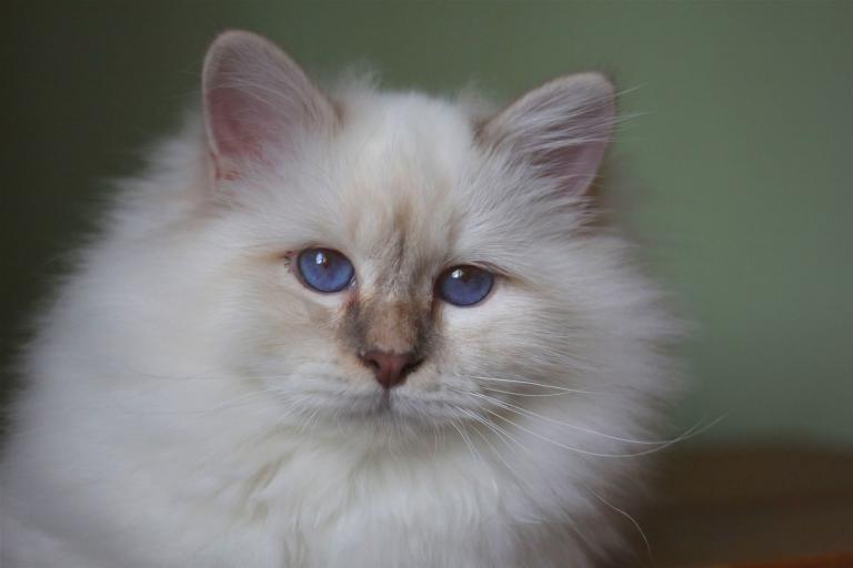 Verhalten: Aggressionen der Katze