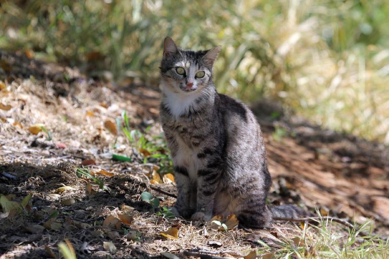 Die Katze wird zum Haustier