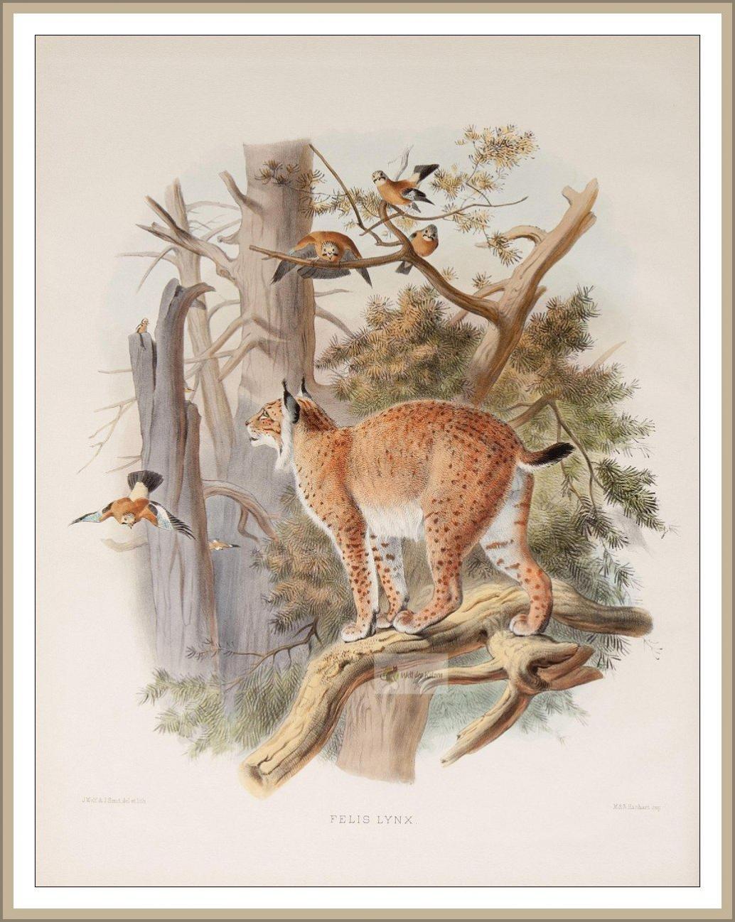 Eurasischer Luchs