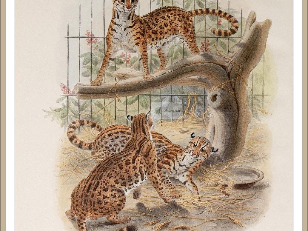 Ozelotkatze (Leopardus tigrinus)