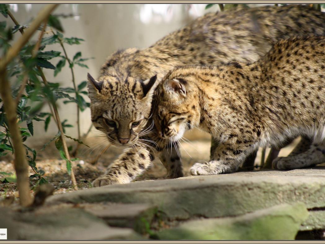 Salzkatze (Leopardus geoffroyi)