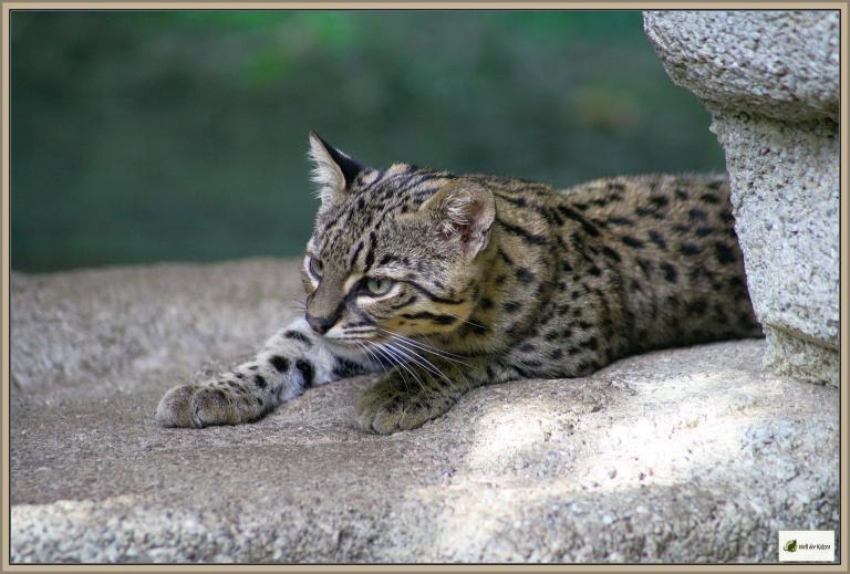 Wilde Katzen: Die Kleinfleckkatze (Salzkatze)