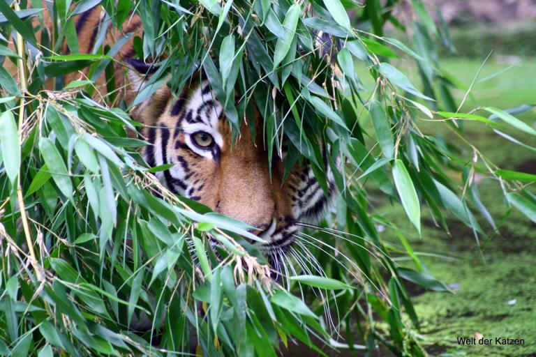 Wilde Katzen: Der Tiger