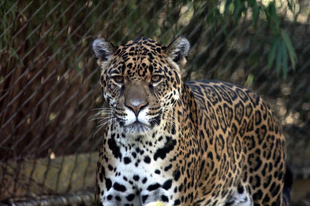 Jaguar im Zoo