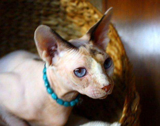 Information: Nacktkatzen