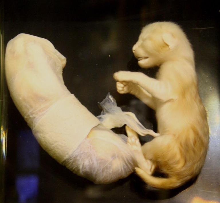 Die Katze: Entwicklung des Lebens