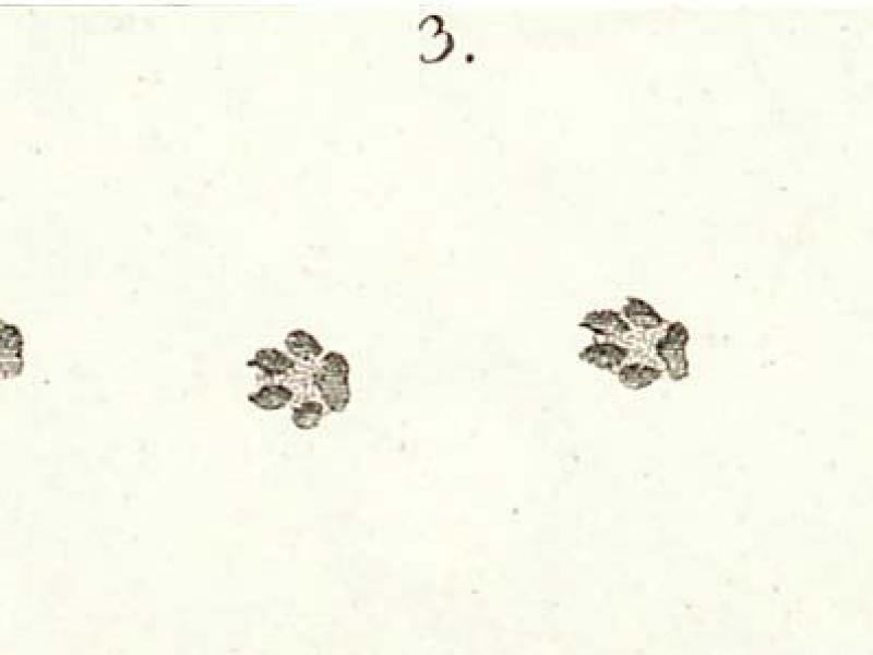 Andenkatze (Leopardus jacobitus)