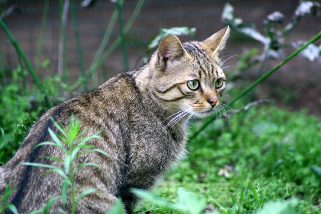 Wildkatze
