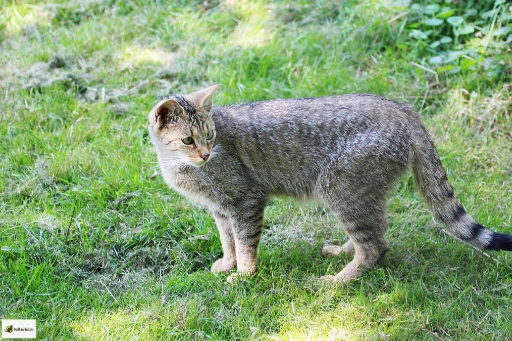 Wildkatze