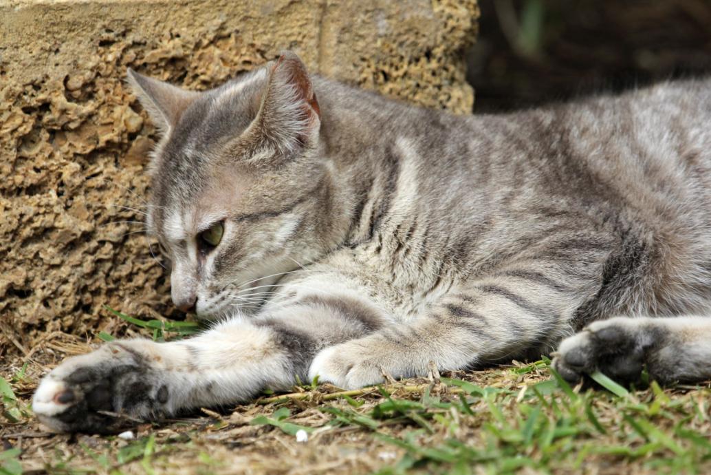 Katze in Cadiz