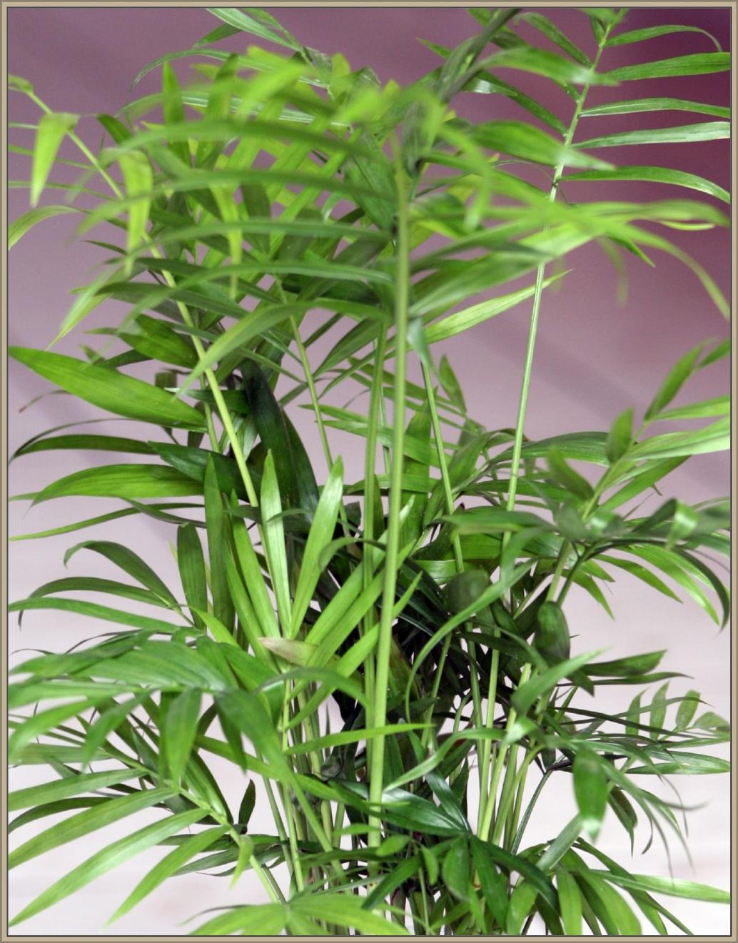 Bergpalme
