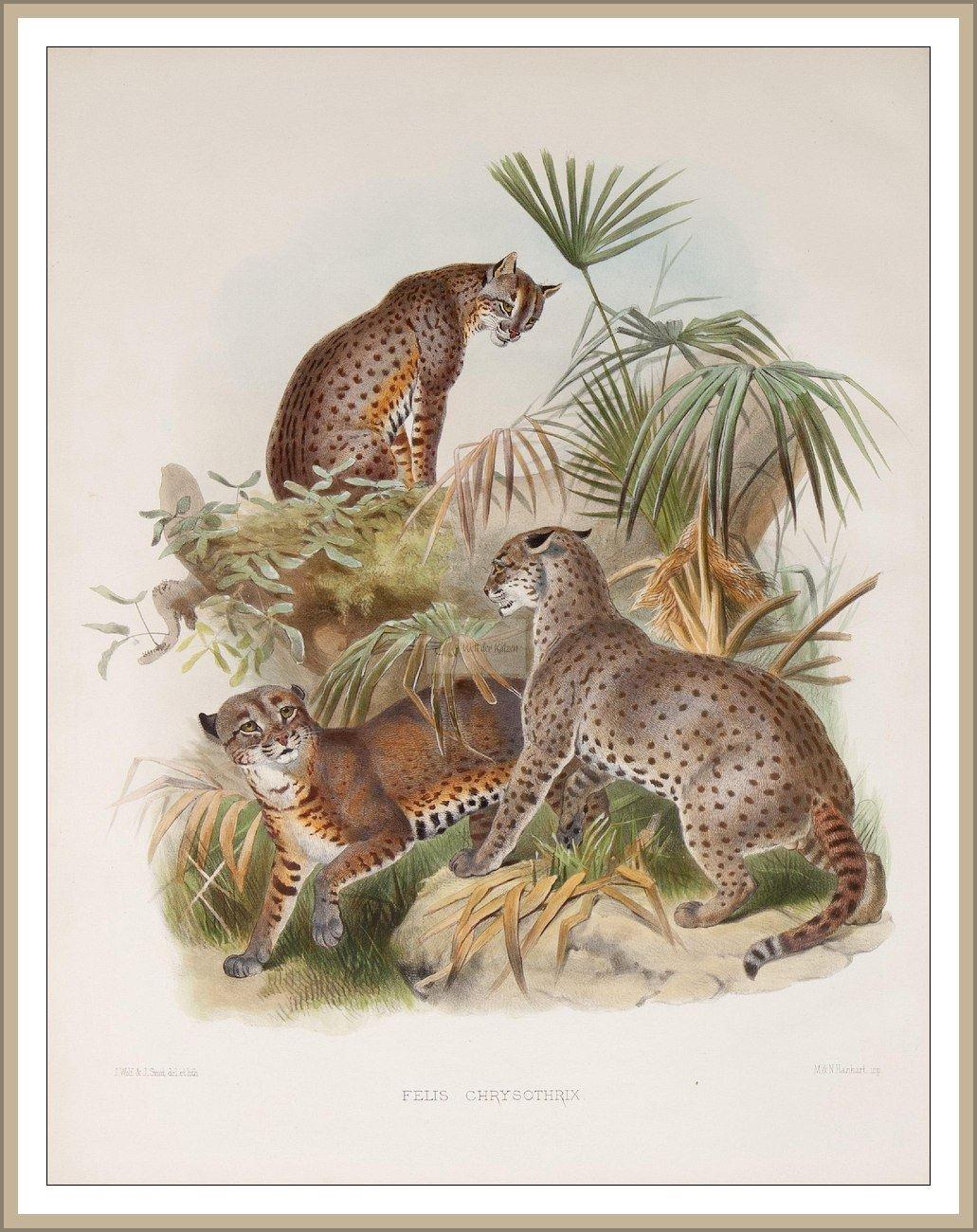 Afrikanische Goldkatze
