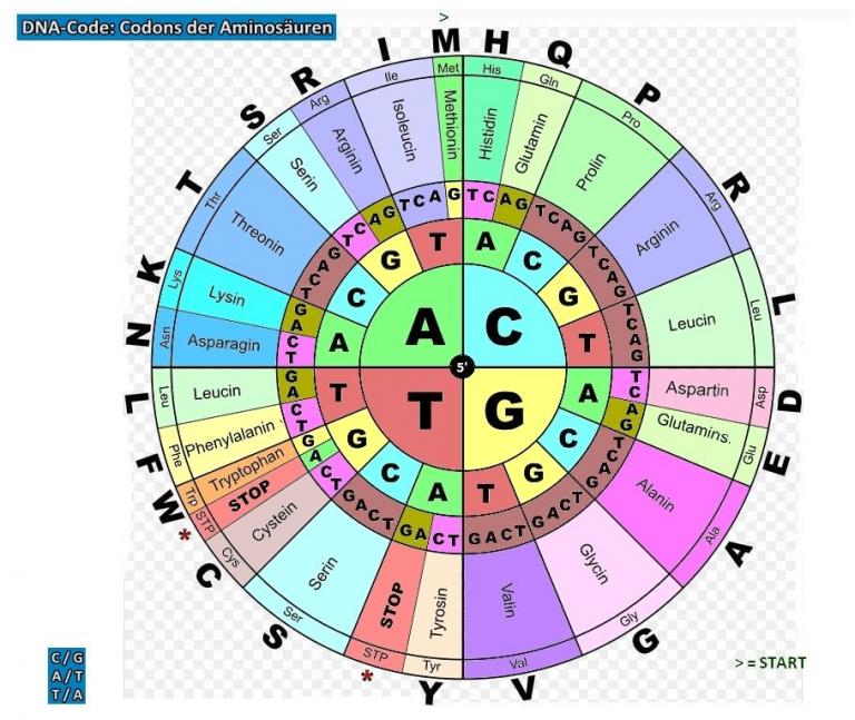 Katzenforschung: Die Genetik