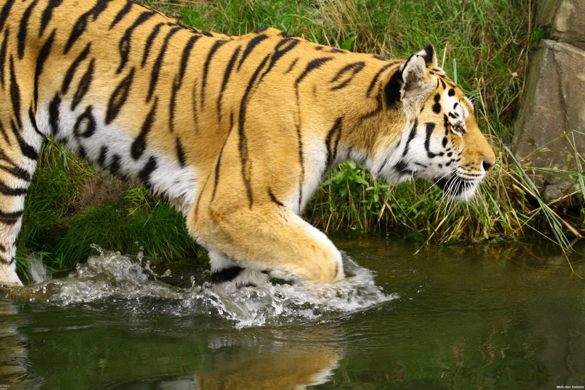 Wilde Katzen Der Tiger