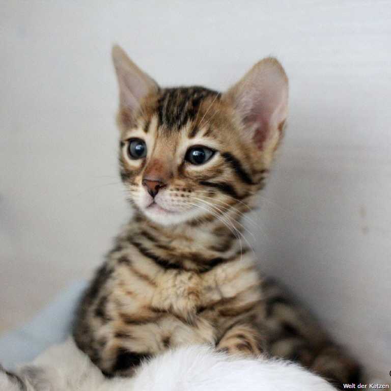 Q - Bengalk&auml;tzin