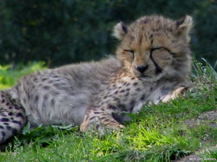 Gepard