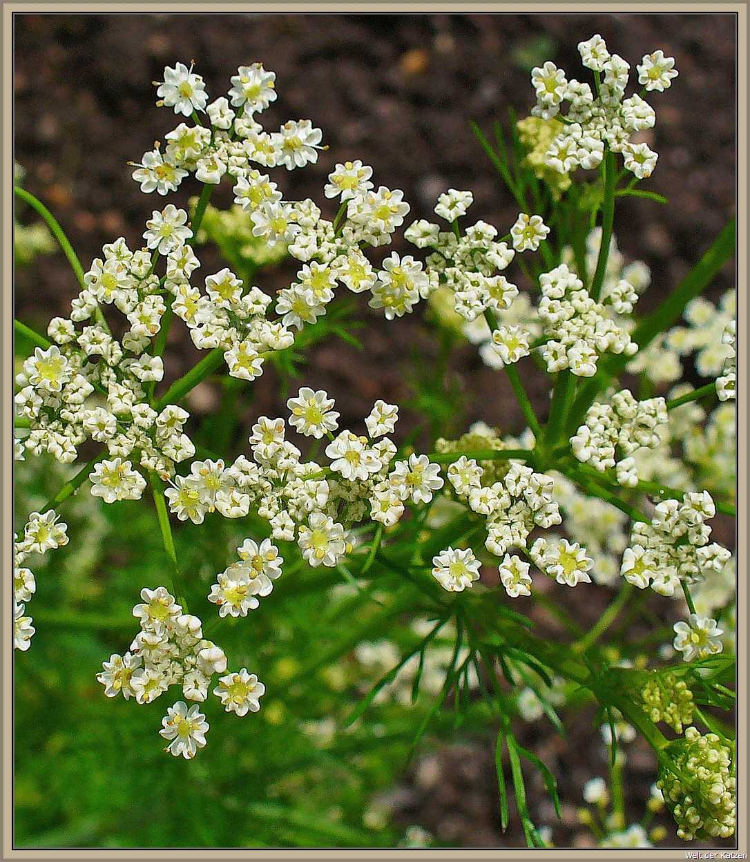 Giftpflanzen Gefahr für Katzen