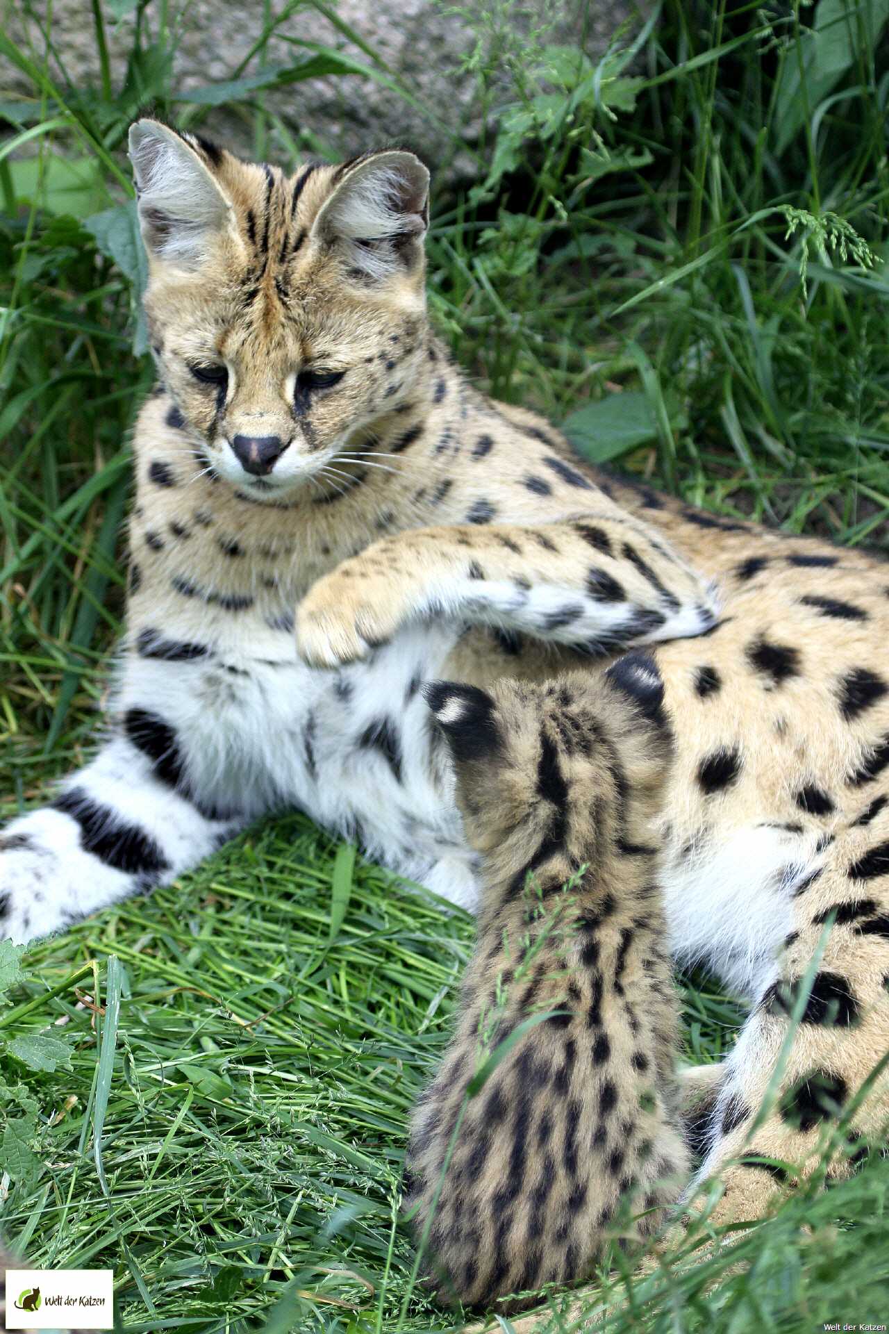 Serval : A Serval Of The Krefeld Zoo Just Hanging Around And