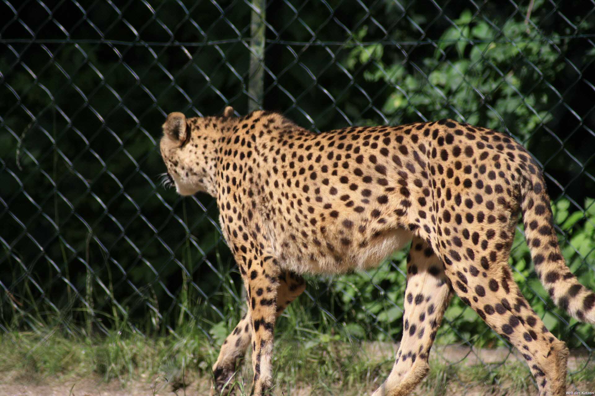 wie groß ist ein gepard