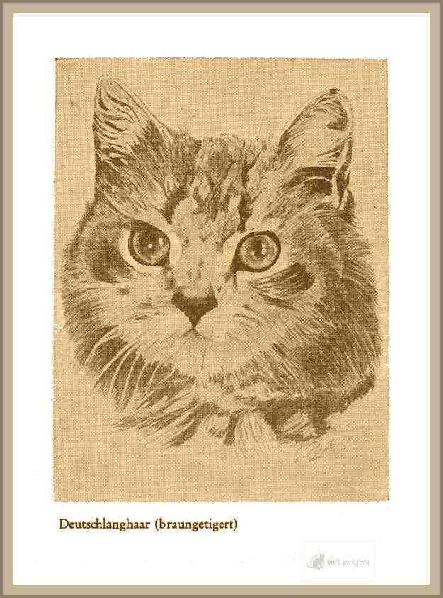 Deutsch Langhaar Katze