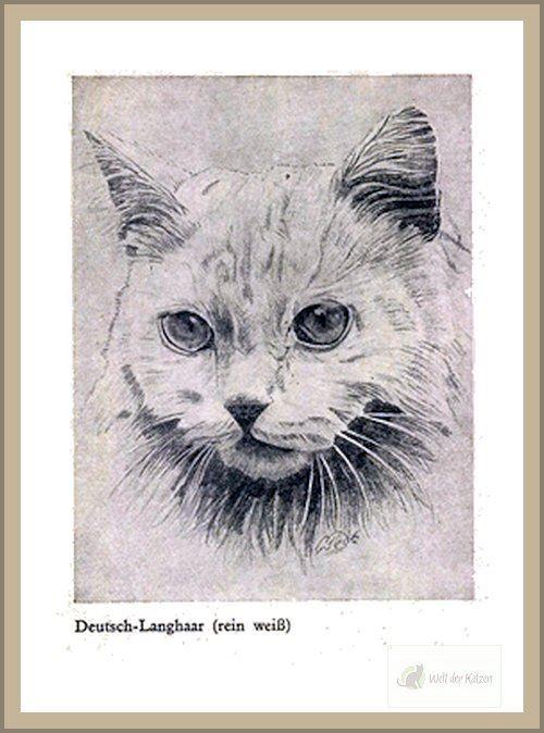 Deutsch Langhaarkatze