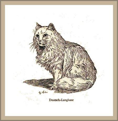Deutsch Langhaarkatze