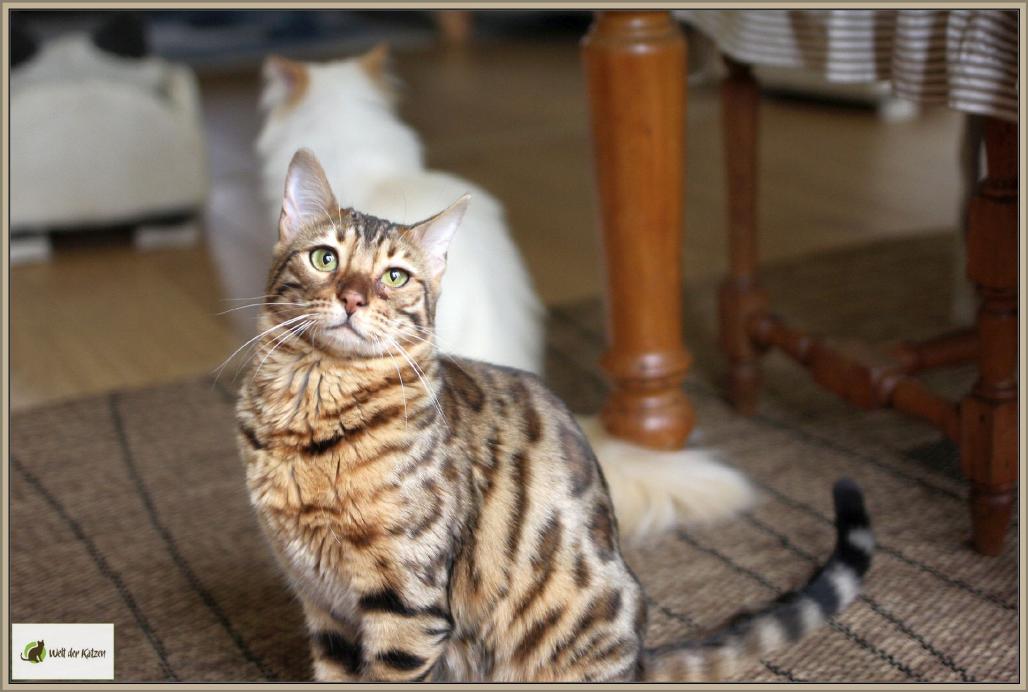Bengalkatze Leo-Lotti