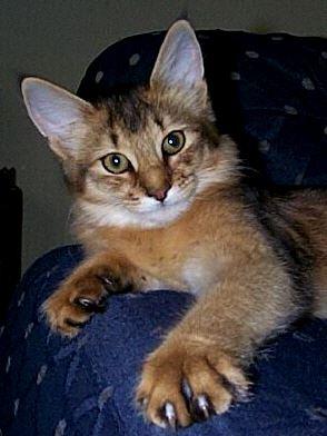 Somalikatze