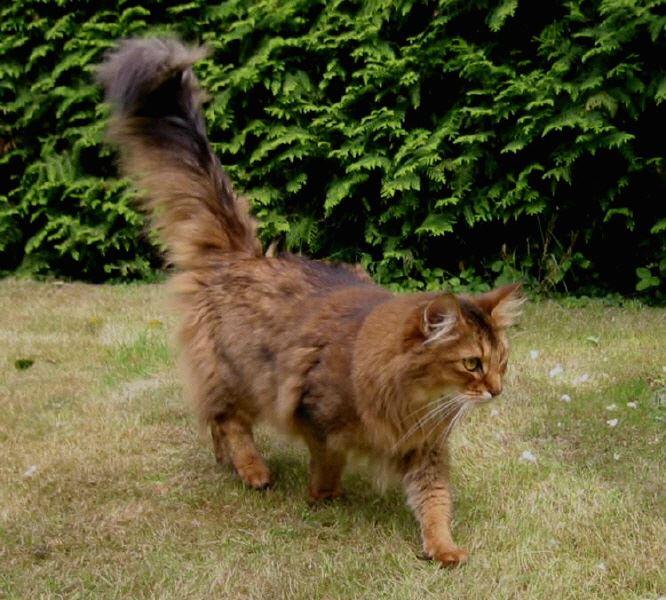 Somali, wildfarben