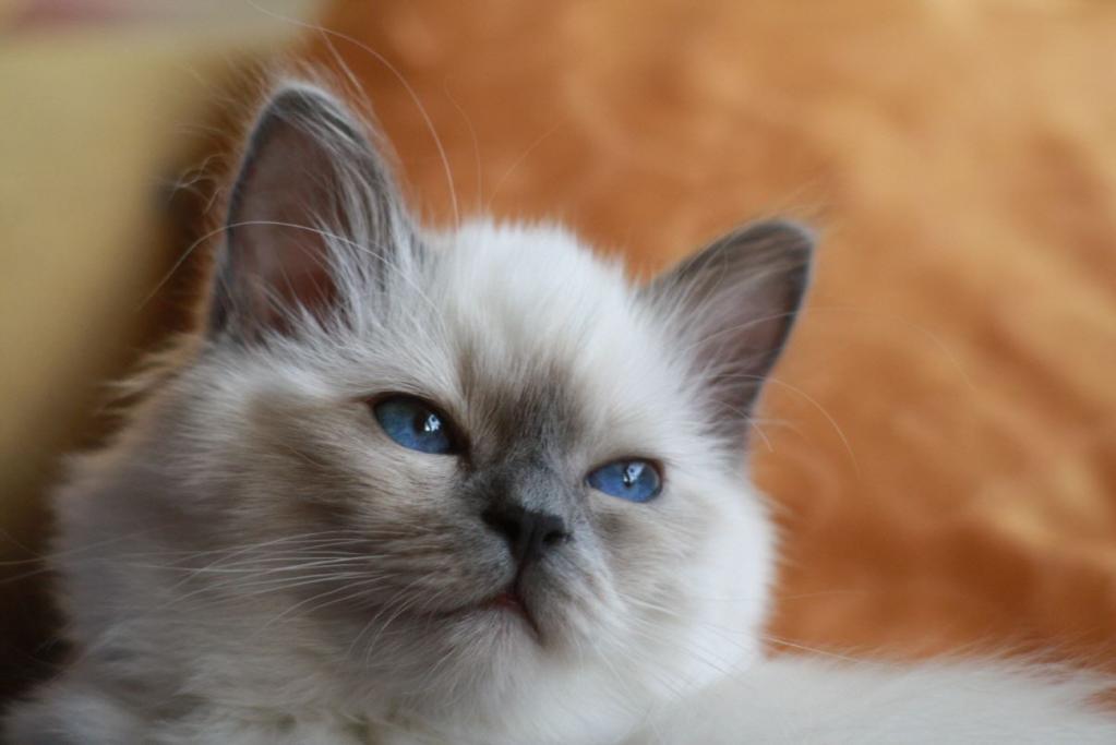 Birmakatze