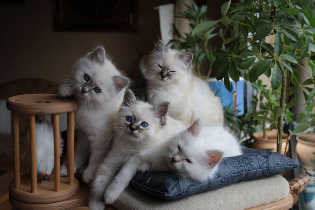 Birmakatzen-Kuschelstunde