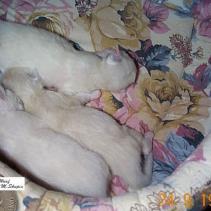 Katzenkauf