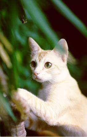 Ceylon Katze