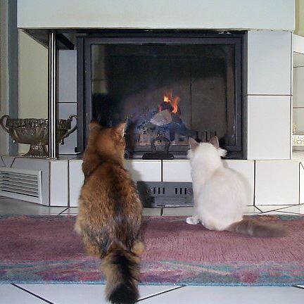 Katzen am Kamin
