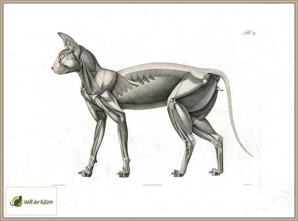 Katzenmuskulatur