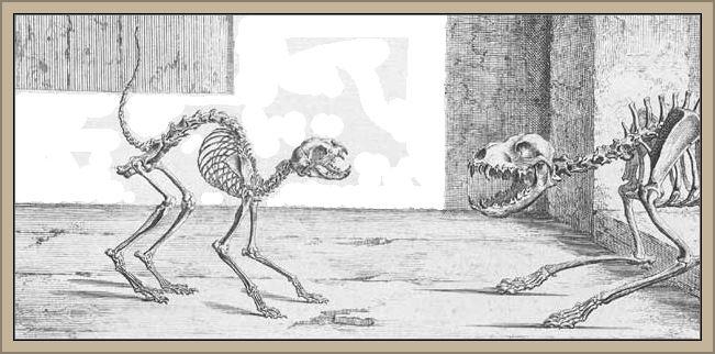 Hund und Katzenskelett