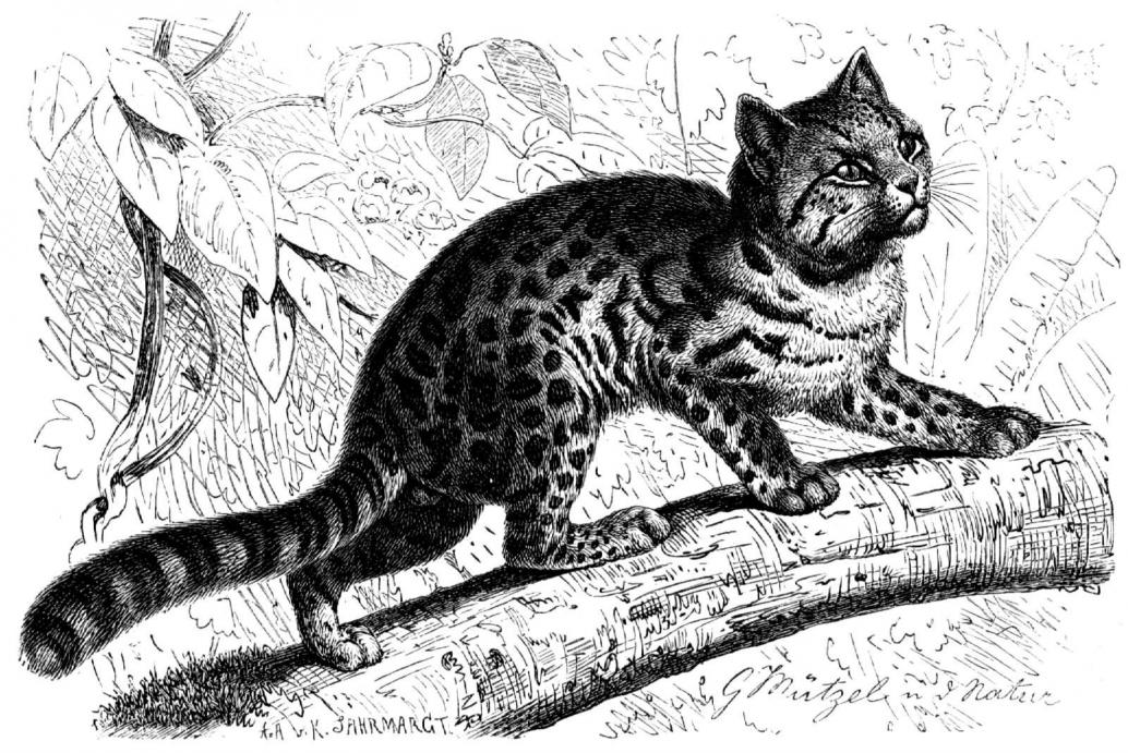 Tigerkatze