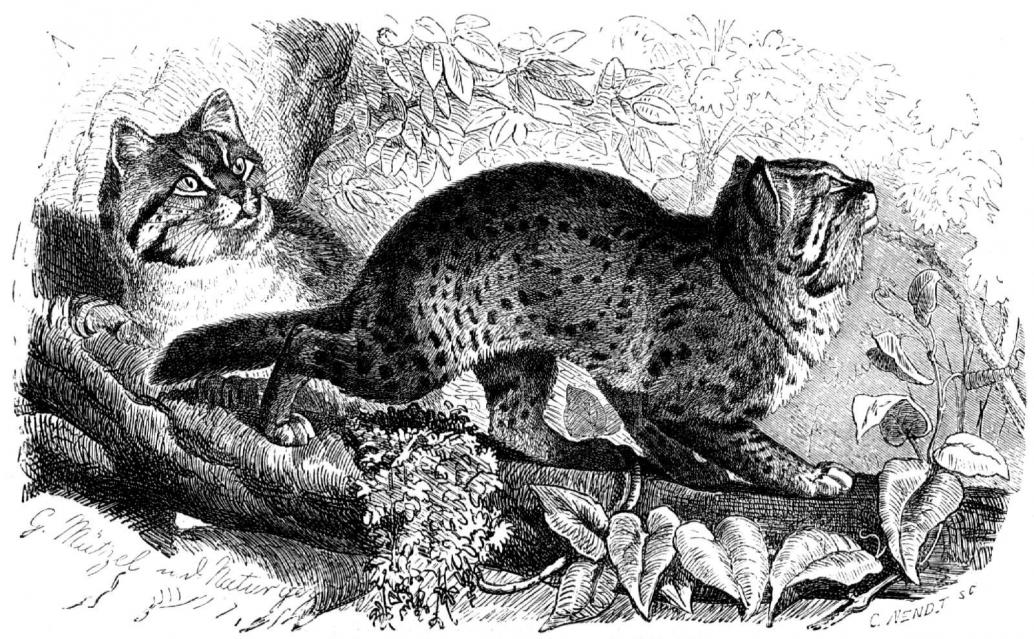 Zwergkatze